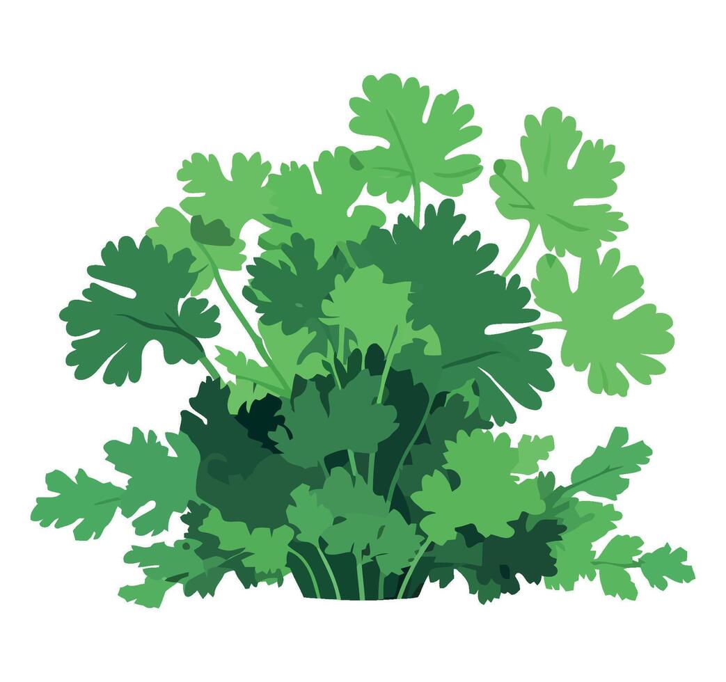 Coriander plant illustration isolated on white background vector