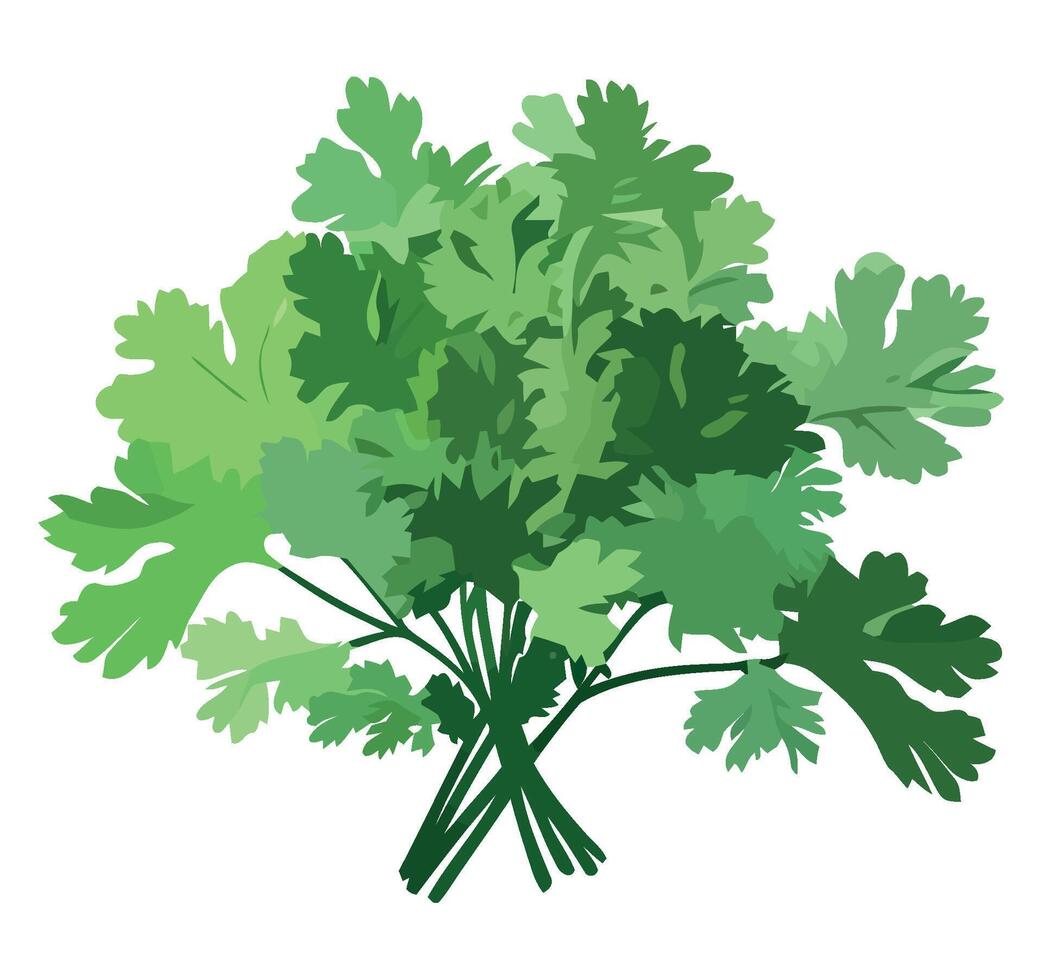 Bunch of fresh green herbs on white background vector