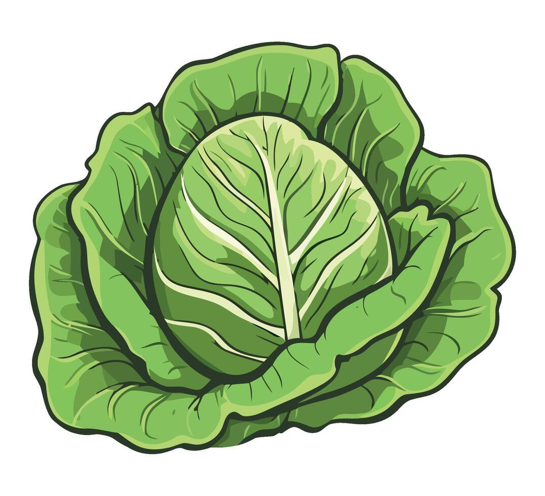 Cabbage leaf illustration isolated on white background vector
