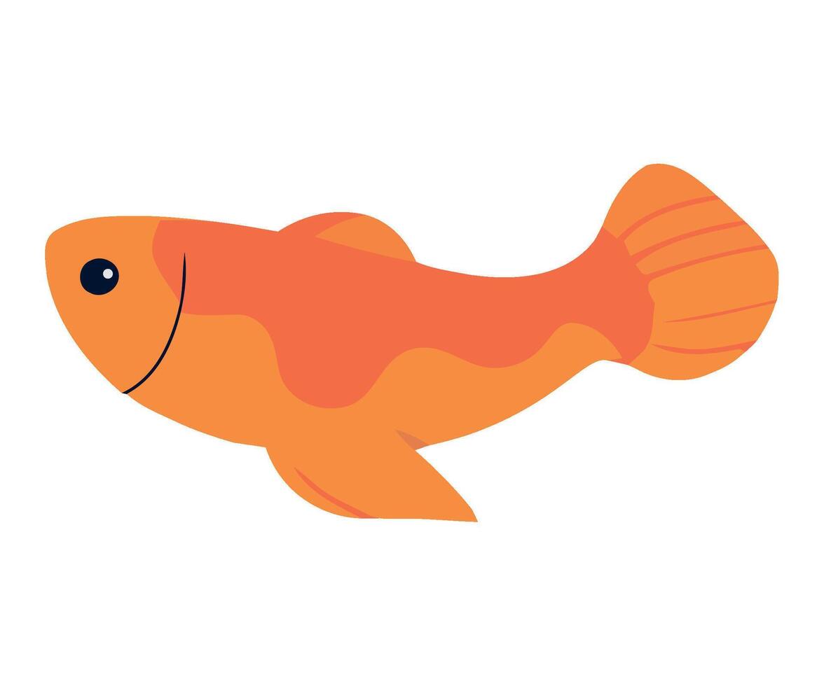 Goldfish fish illustration vector