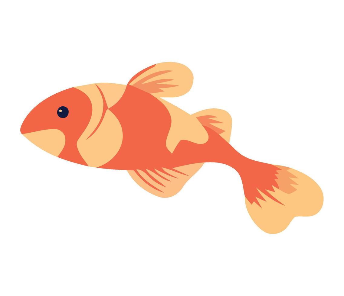Goldfish fish illustration vector