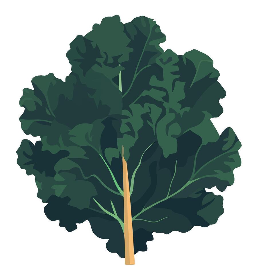 A kale leaf on a white background vector