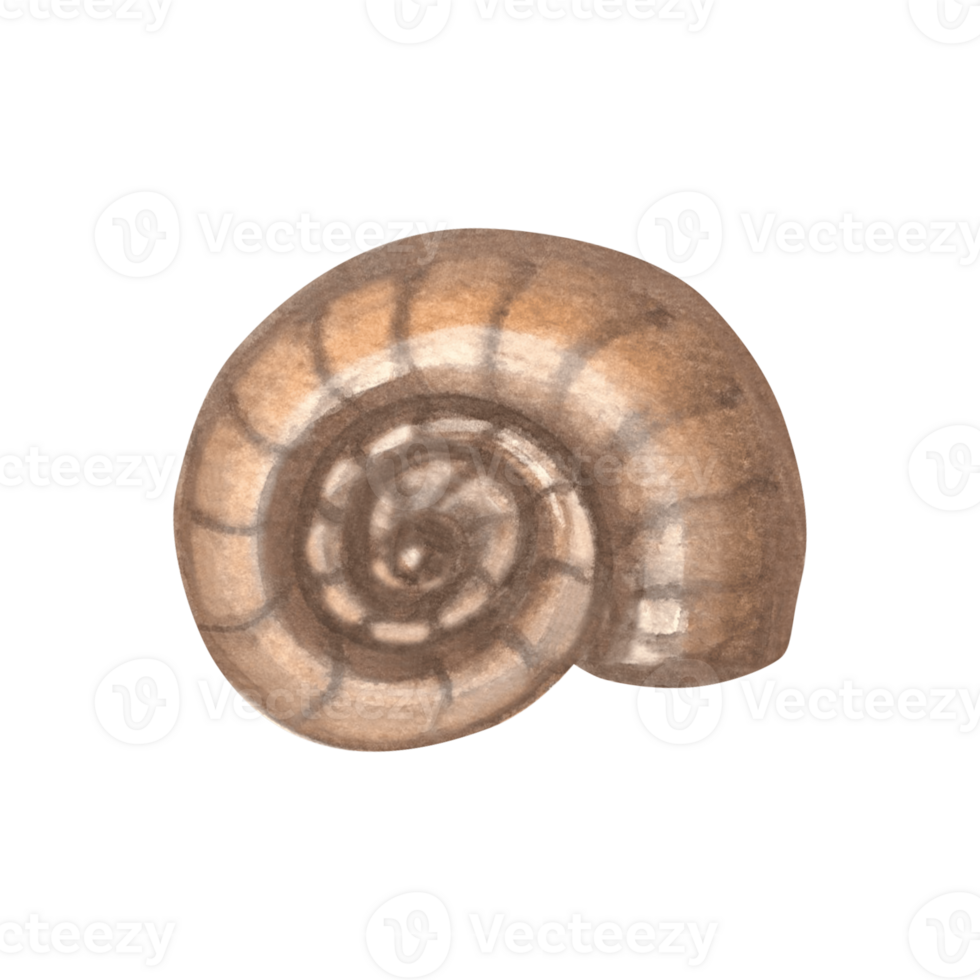 Seashell brown. Hand drawn watercolor illustration isolated. Underwater oceanic reef animals. Marine tropical theme. Exotic nautical design. Clipart for card, print, textile, logo, sticker. png