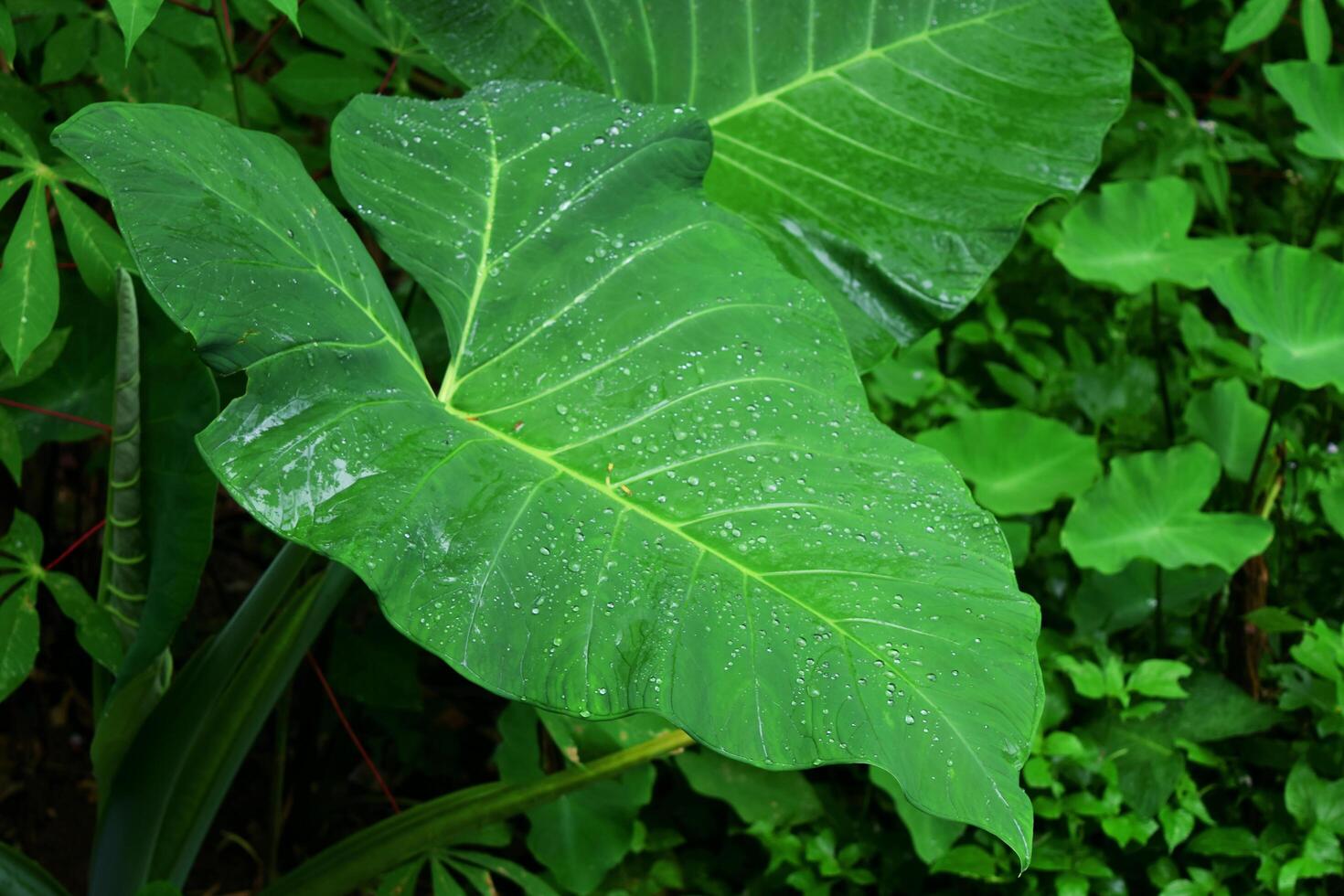 Belitung taro leaves are green and there is fresh dew growing photo