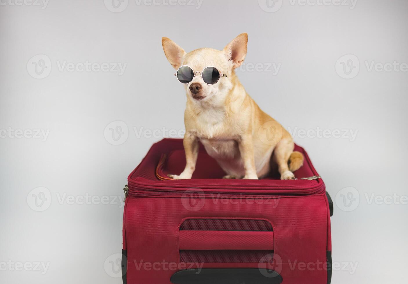 brown chihuahua dog wearing sunglasses sitting on pink suitcase on white background. Traveling with pet concept. photo