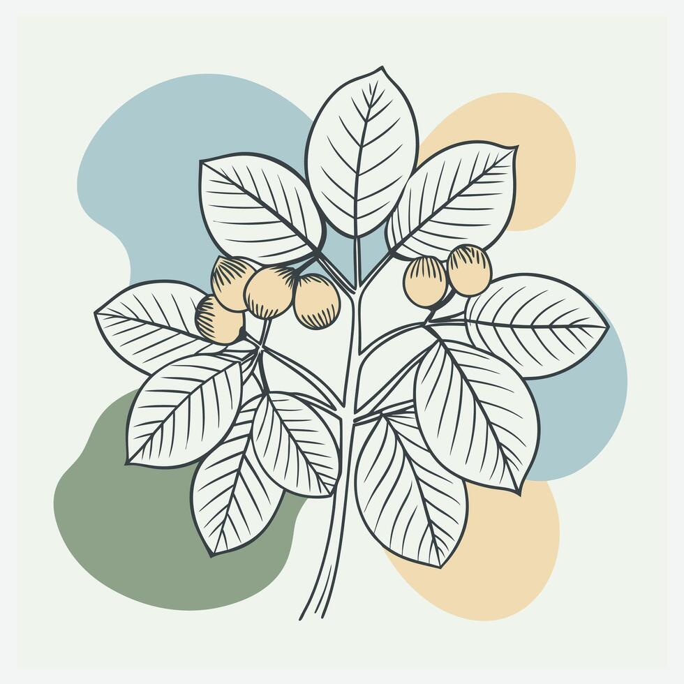 buckeye tree illustration vector