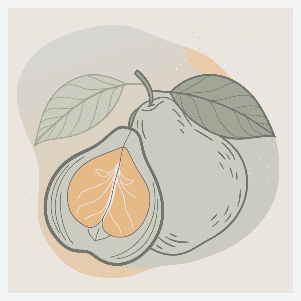 Elegant Quince Illustration vector