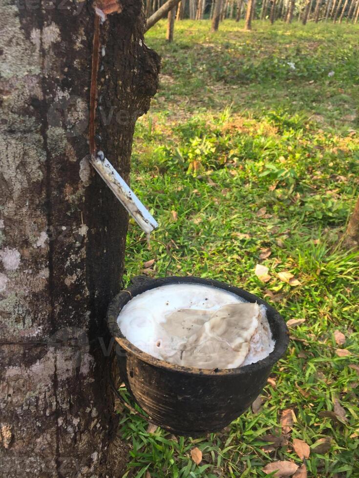 Natural Latex from rubber tree Hevea brasiliensis dropping to the Black cup in Ko Lanta Island, Thailand photo