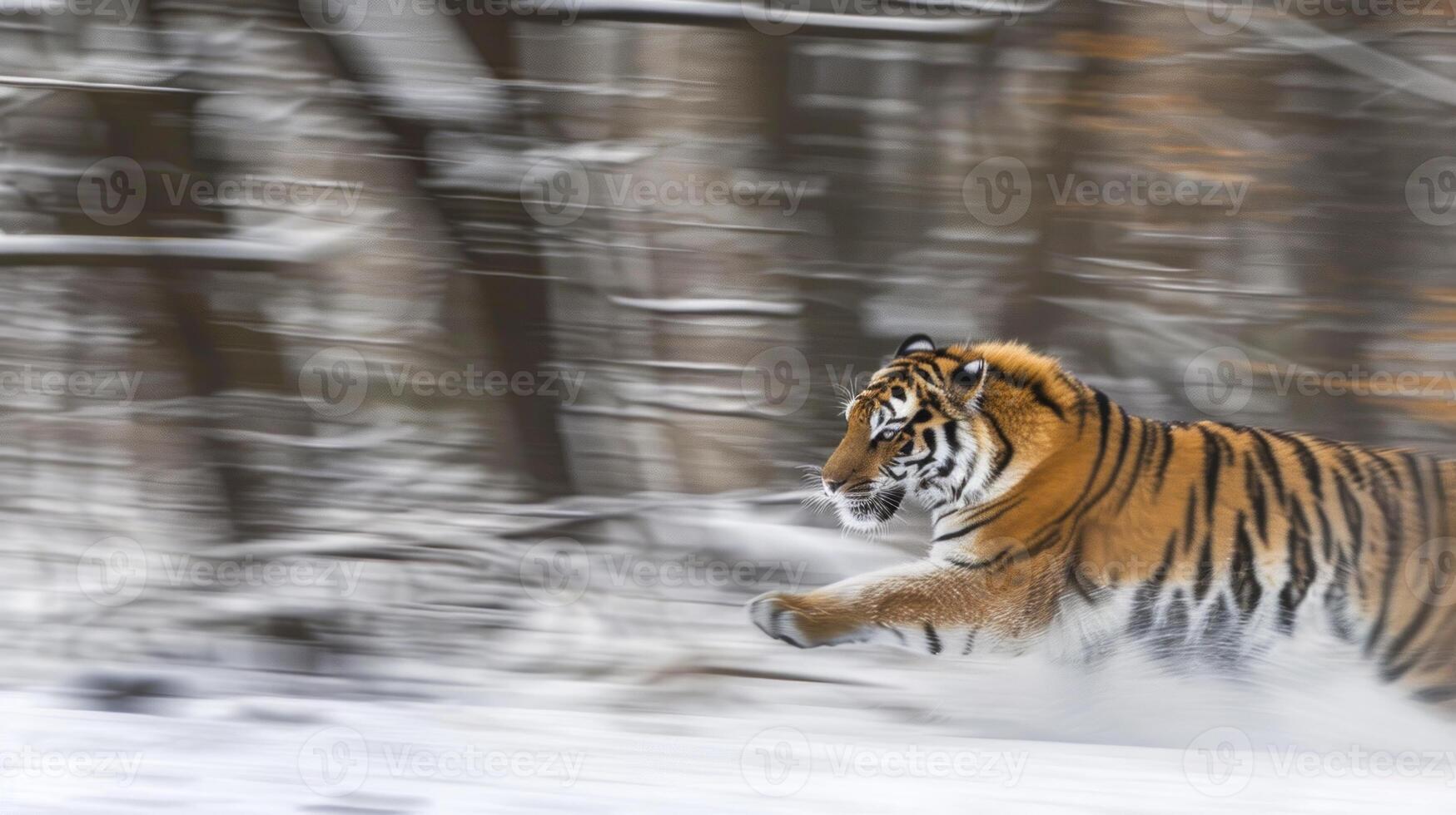 Bengal Tiger Sprinting Across a Snowy Forest. Concept of Wildlife Speed Winter Nature Conservation Fast Speed Beauty in Motion Freeze Frame 49072254 Stock Photo at Vecteezy