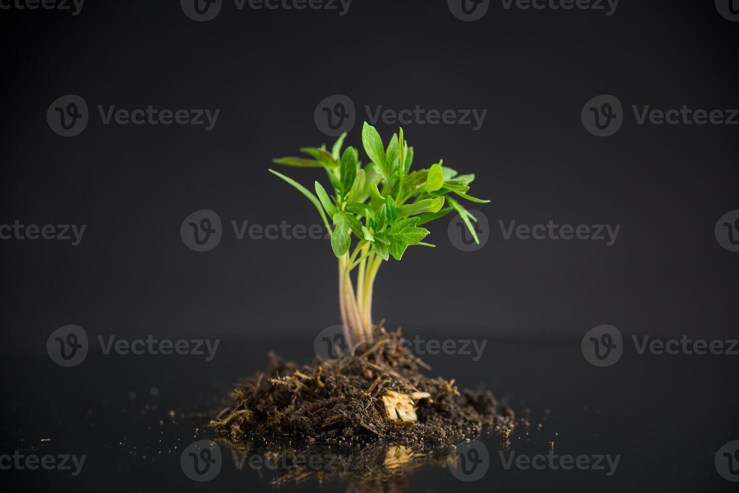 tomato seedlings in the ground, isolated on a black background photo
