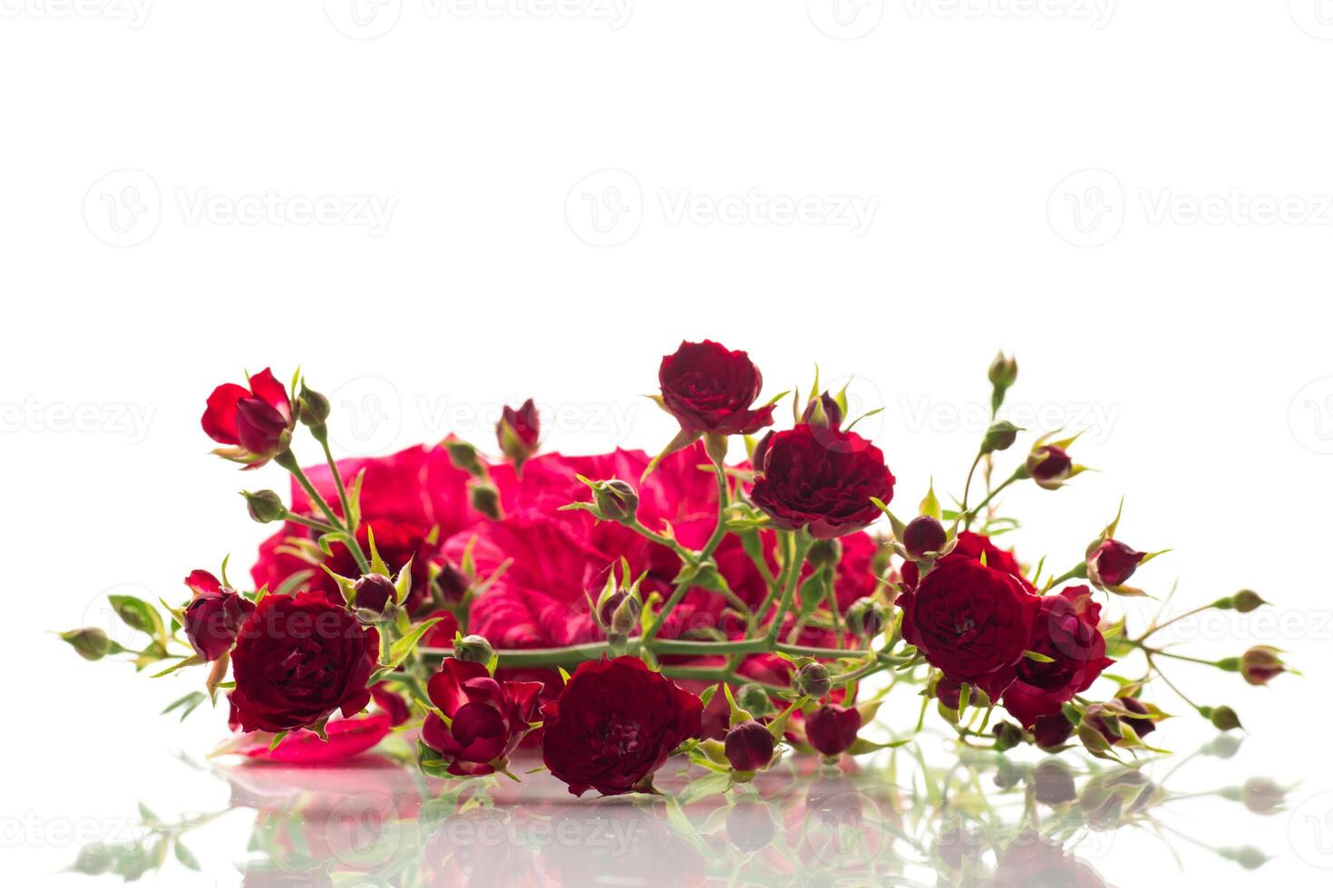Beautiful red rose on a white background photo