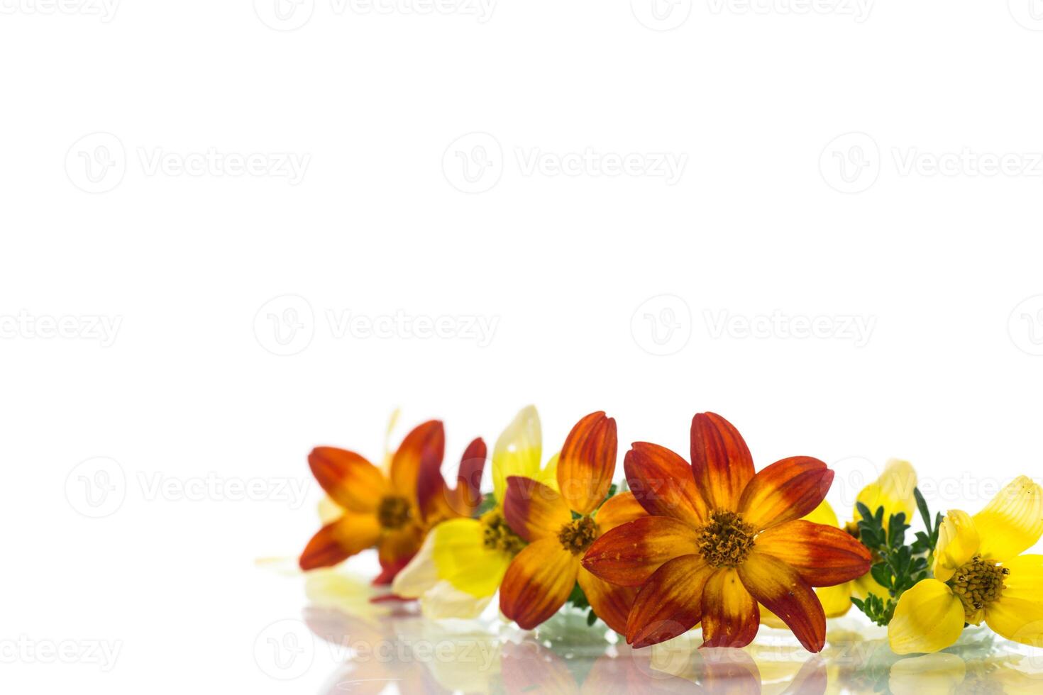 small bouquet of small multicolored flowers isolated on white background photo