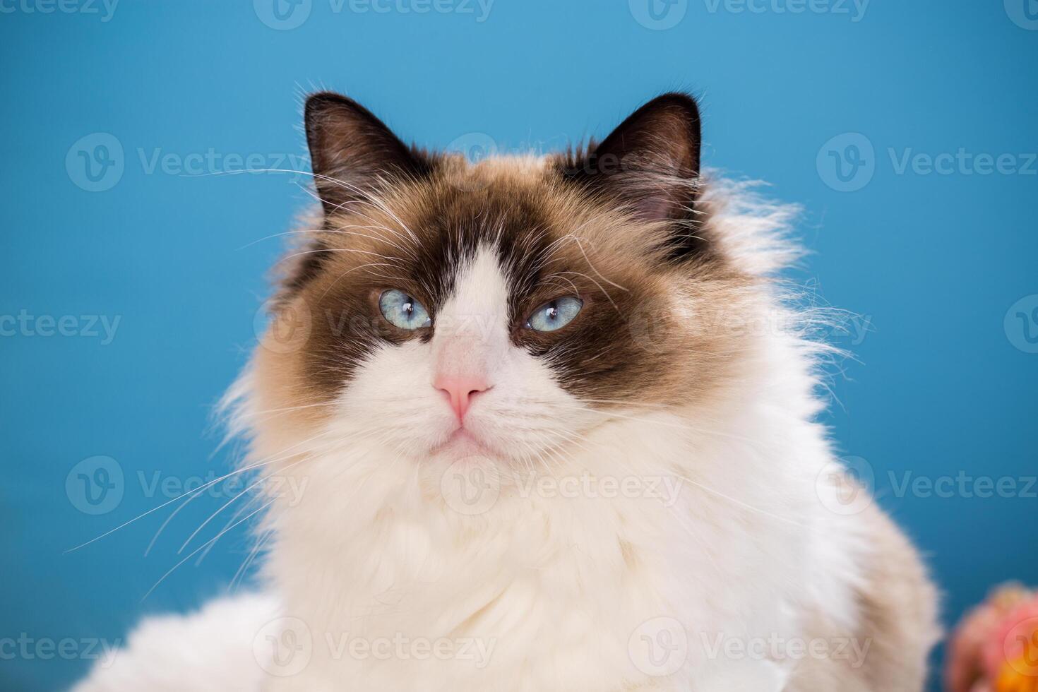 portrait of a beautiful young healthy Ragdoll cat photo