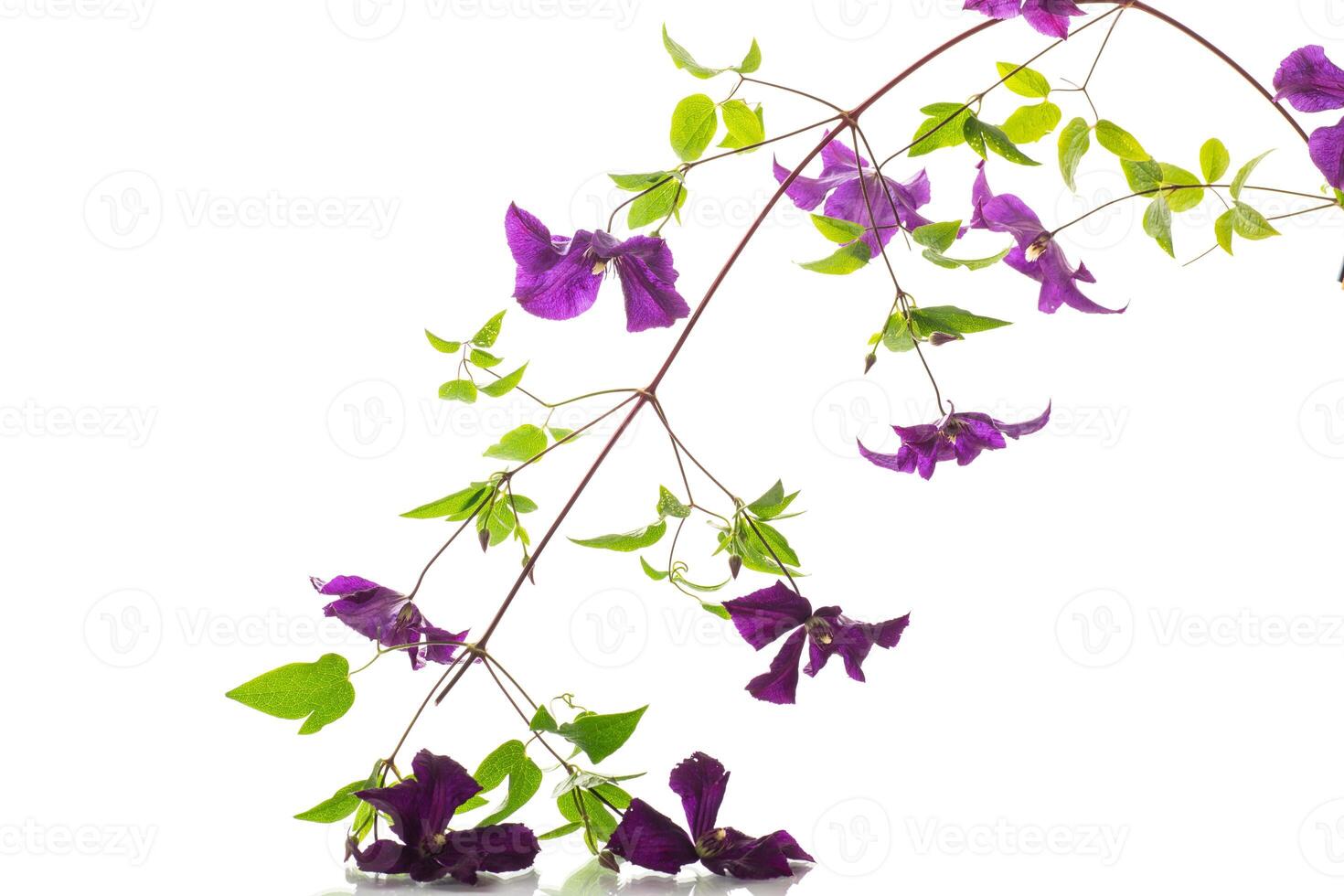 branch of blooming purple clematis, isolated on white background photo