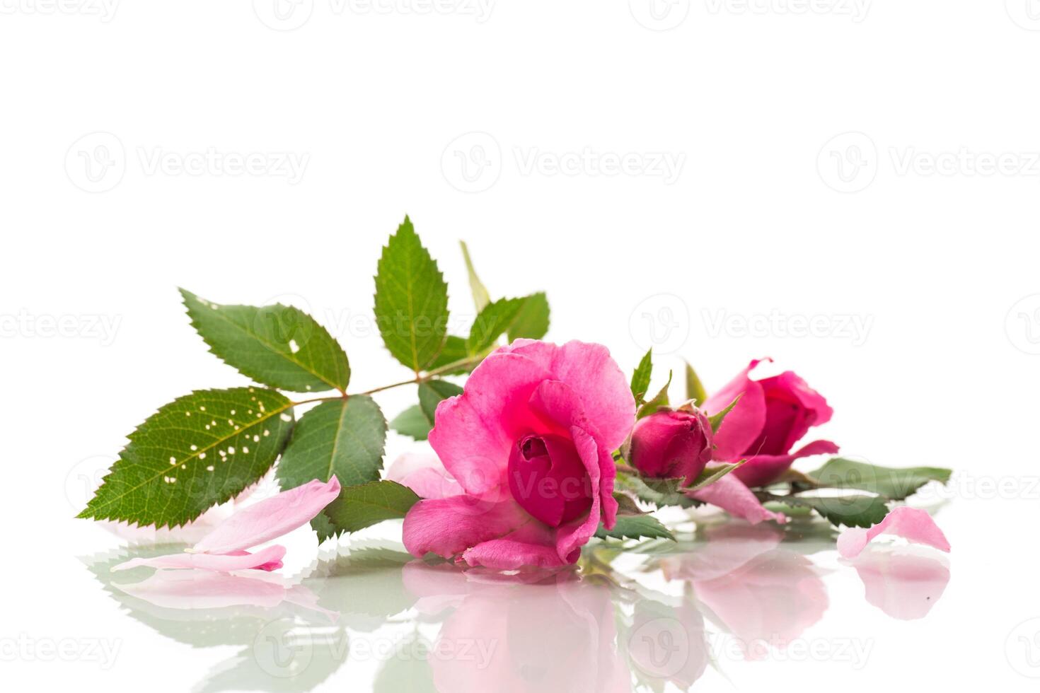 Beautiful pink rose on a white background photo
