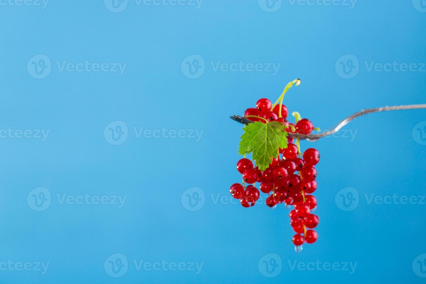 twigs of ripe red currants, isolated on a black background photo