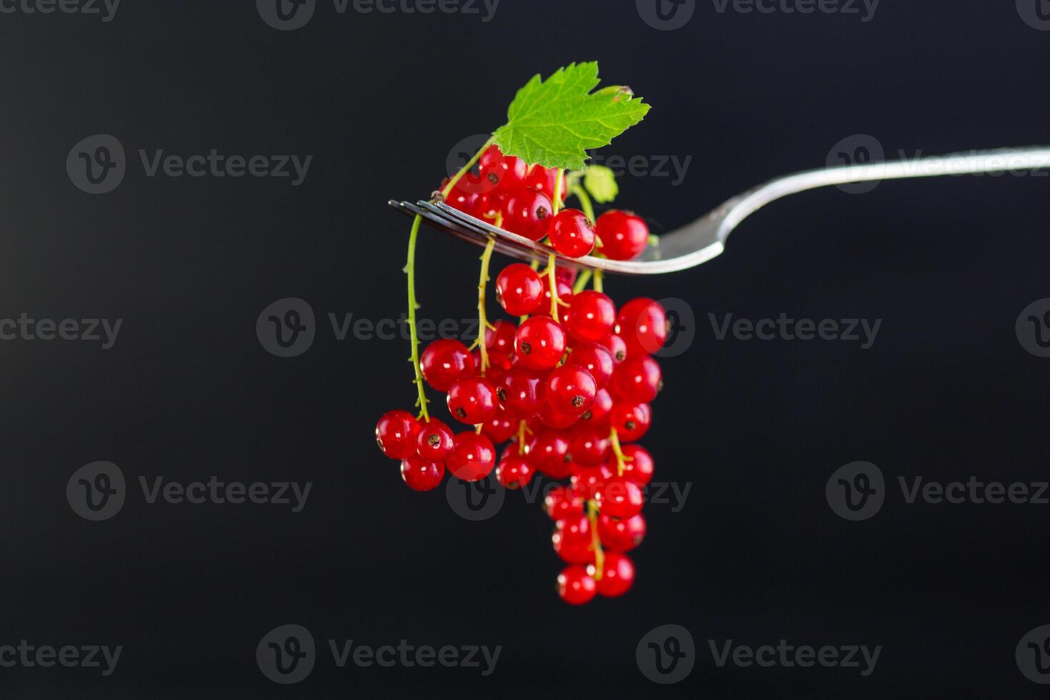 twigs of ripe red currants, isolated on a black background photo