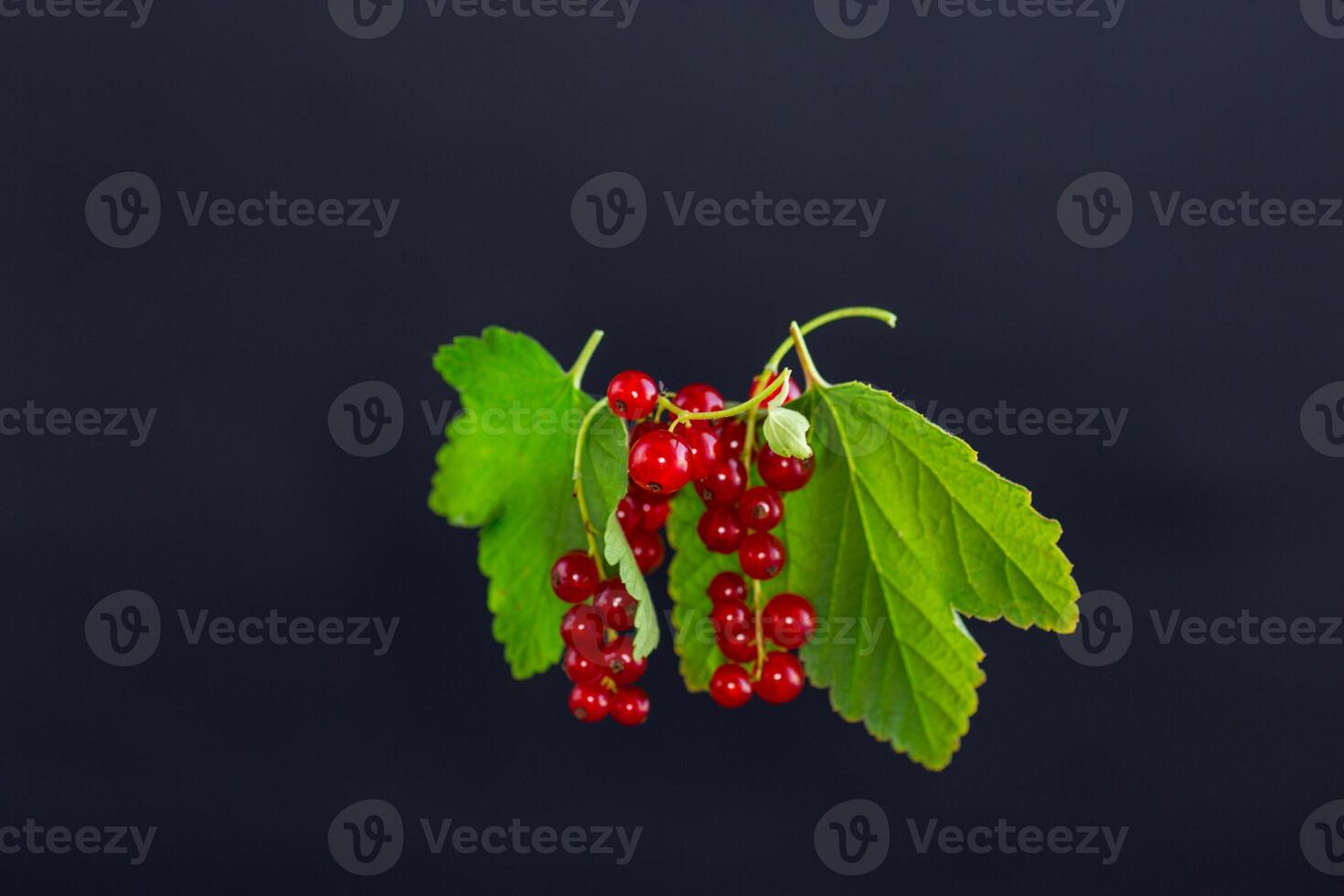 twigs of ripe red currants, isolated on a black background photo