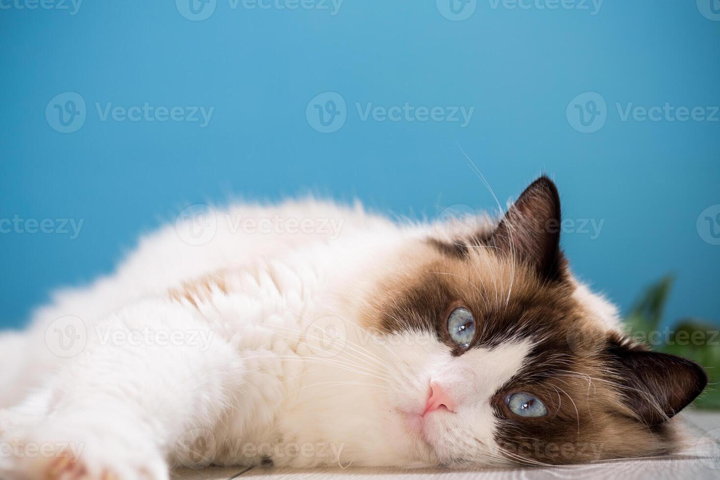 portrait of a beautiful young healthy Ragdoll cat photo