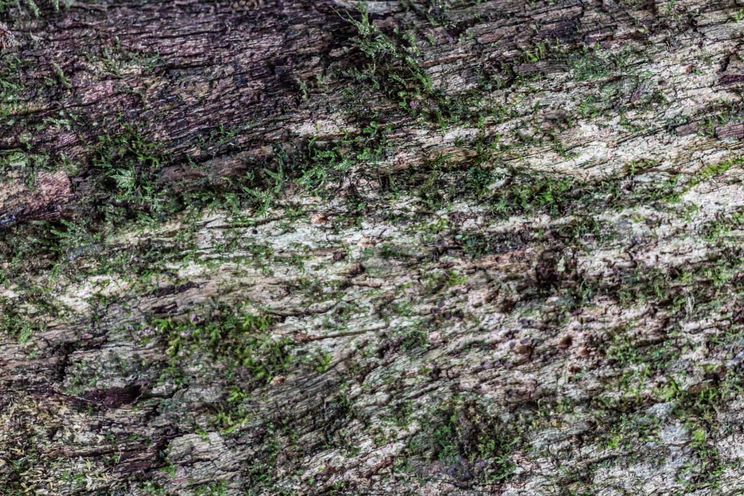 close up of mossy tree bark texture photo