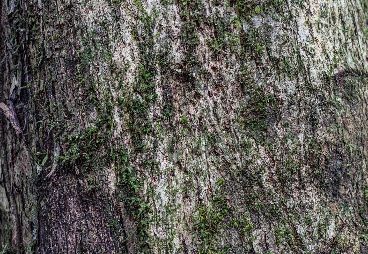 close up of mossy tree bark texture photo