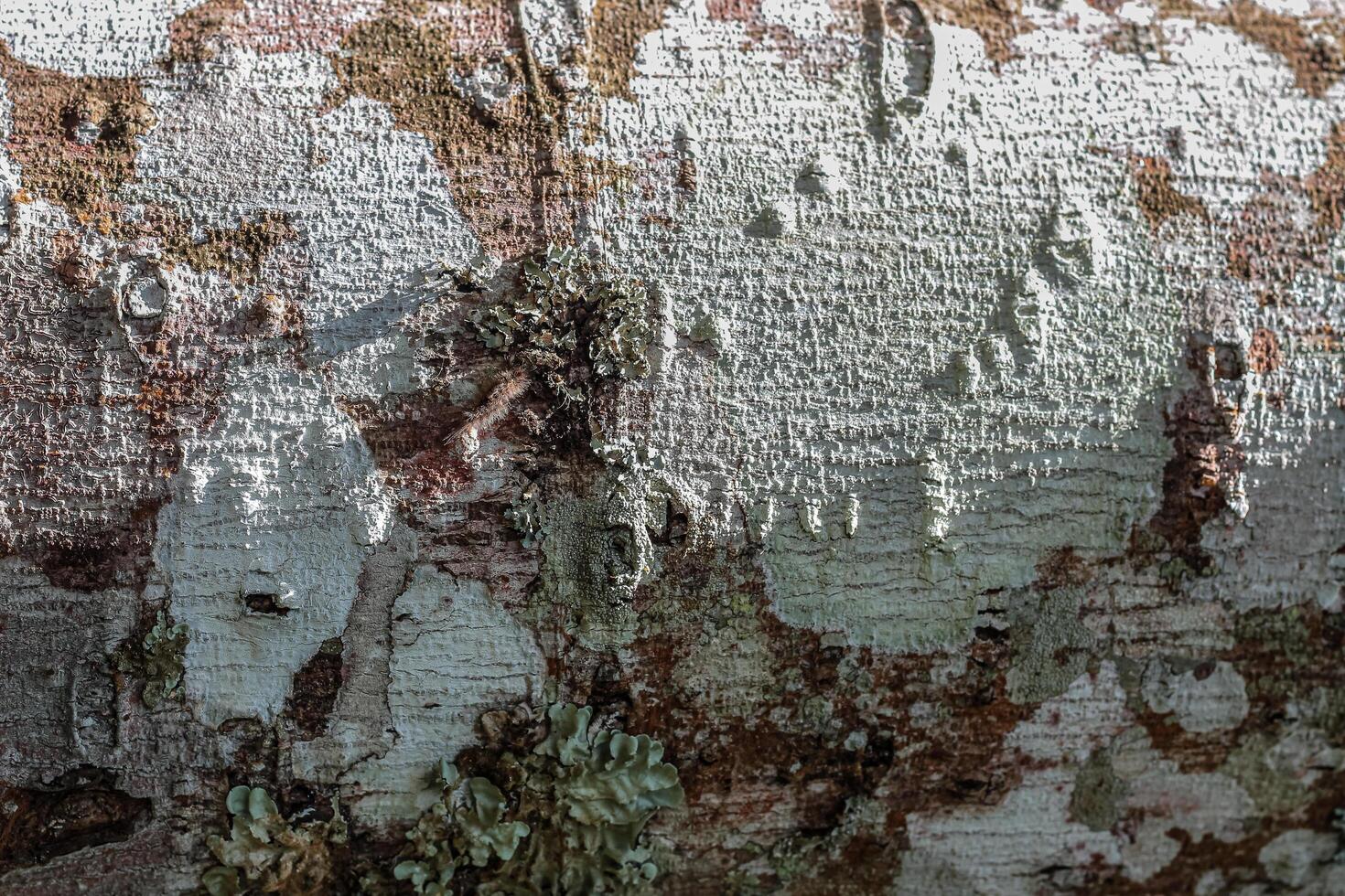 close up of tree bark texture photo