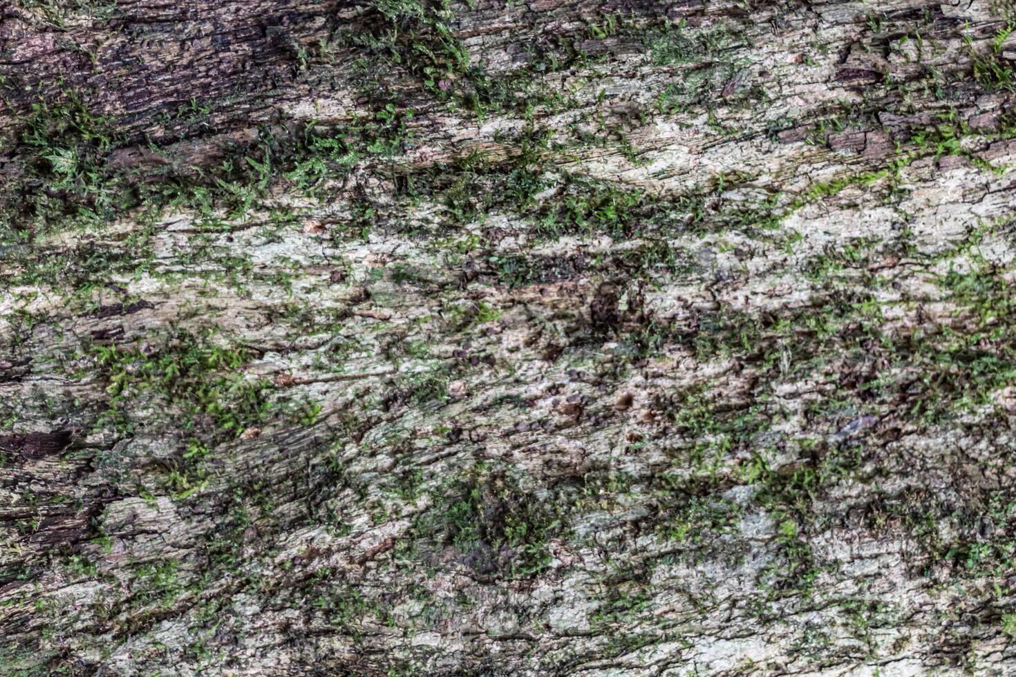 close up of mossy tree bark texture photo