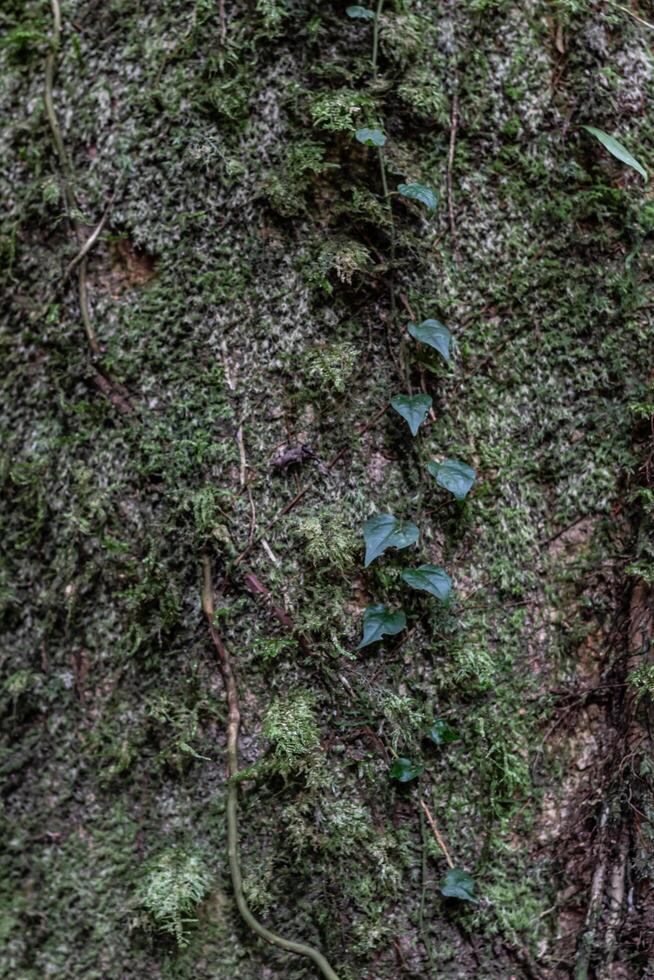 close up of mossy tree bark texture photo