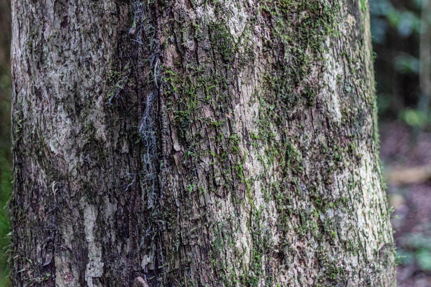 close up of mossy tree bark texture photo