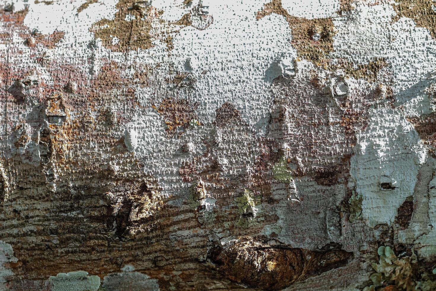 close up of tree bark texture photo