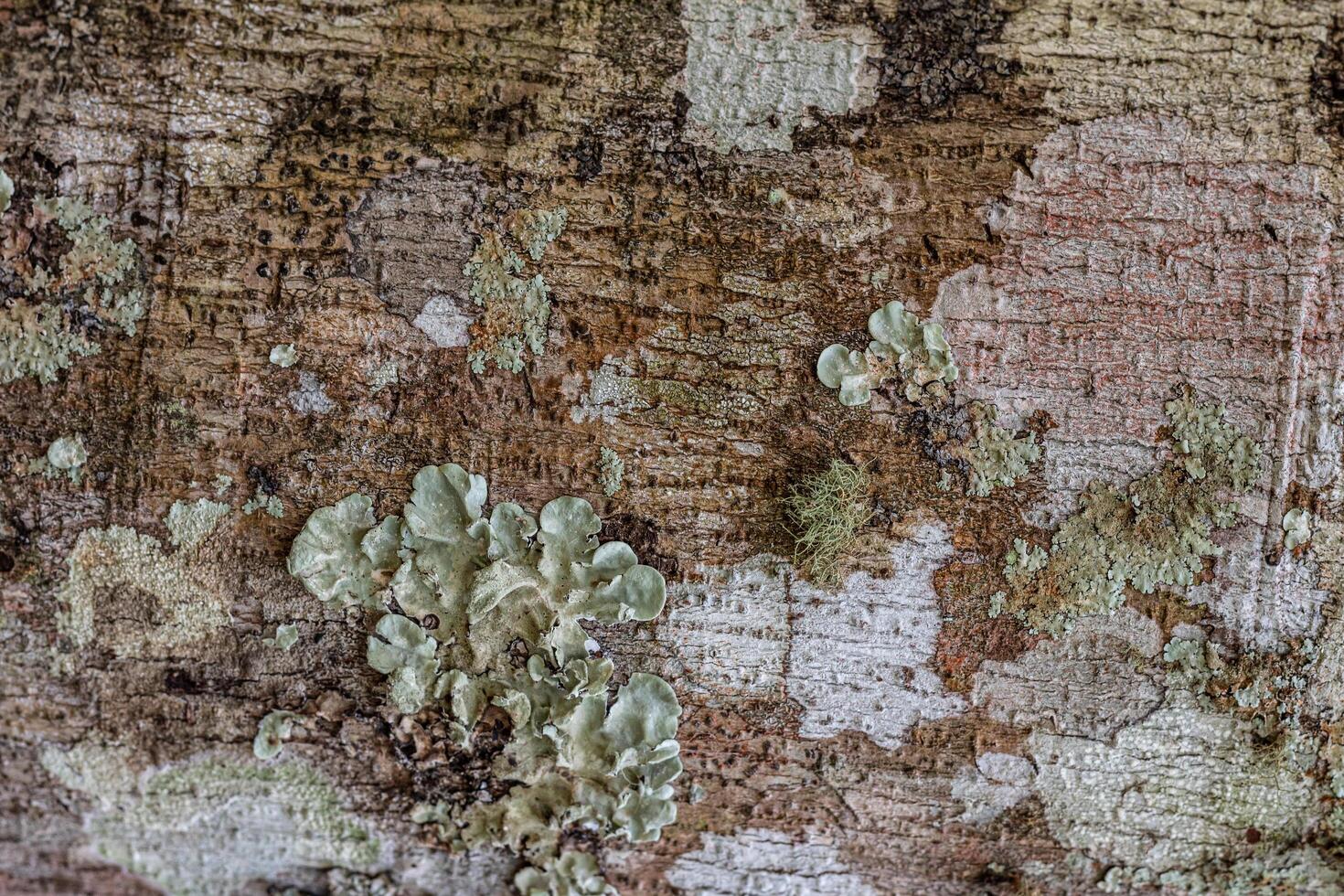 close up of tree bark texture photo