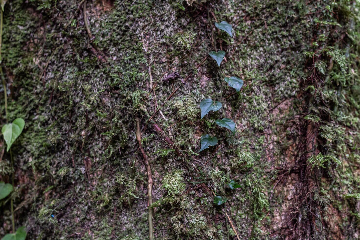 close up of mossy tree bark texture photo