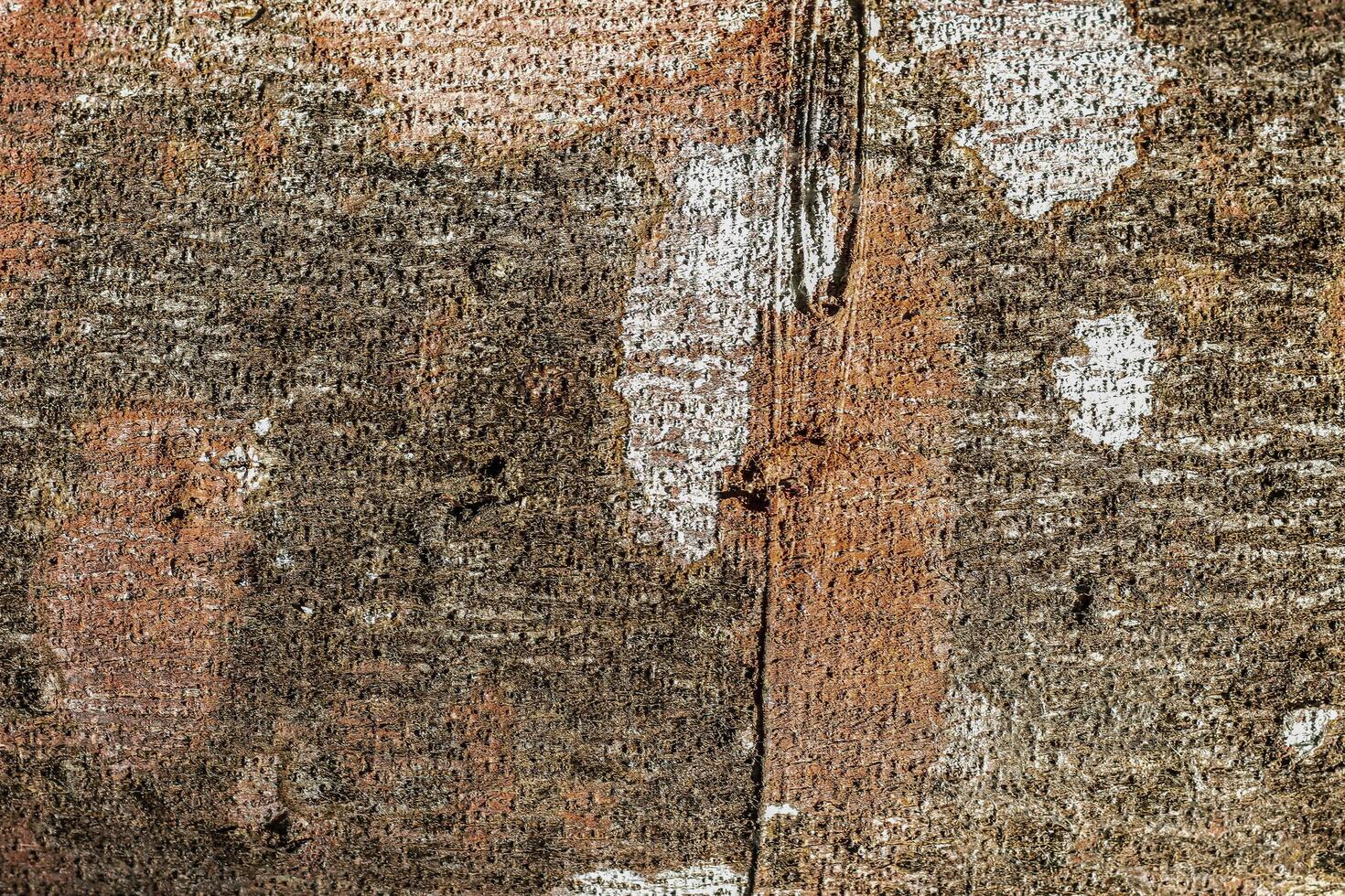 close up of tree bark texture photo