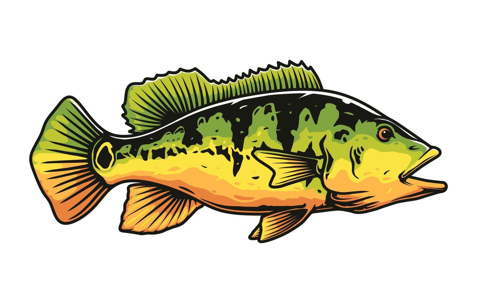 Peacock bass fish drawing vector