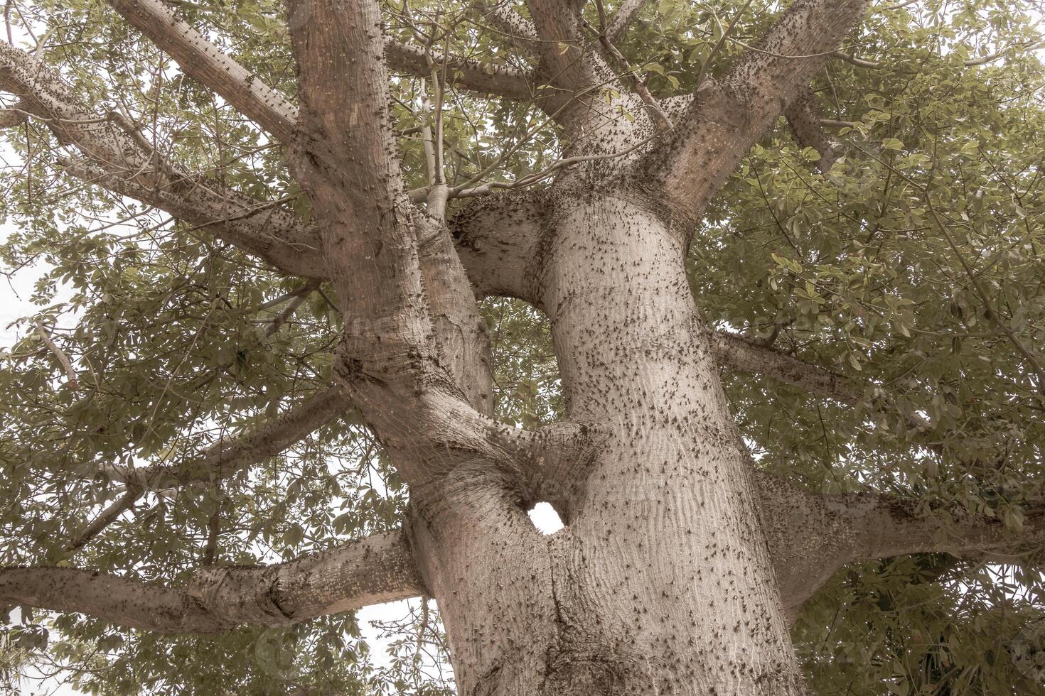 Huge beautiful Kapok tree Ceiba tree with spikes in Mexico. photo