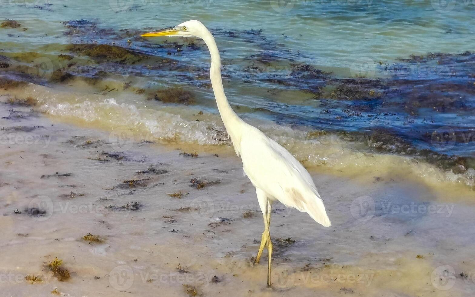 Great white heron Great egret on the beach Caribbean Coast. photo