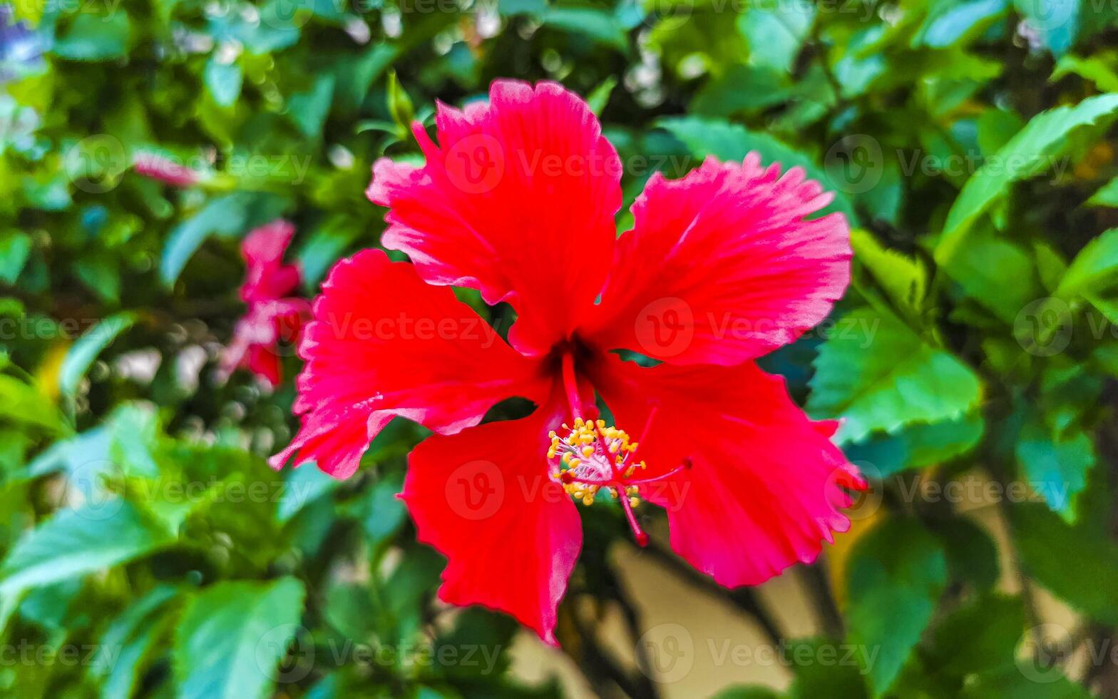 Red beautiful hibiscus flower shrub tree plant in Mexico. photo