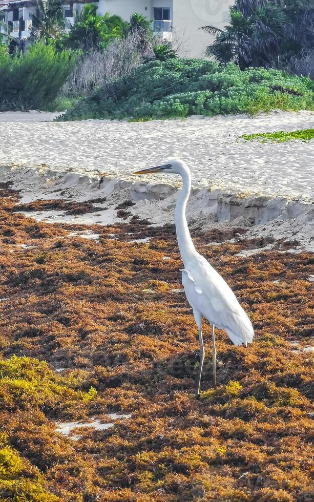 Great white heron Great egret on the beach Caribbean Coast. photo