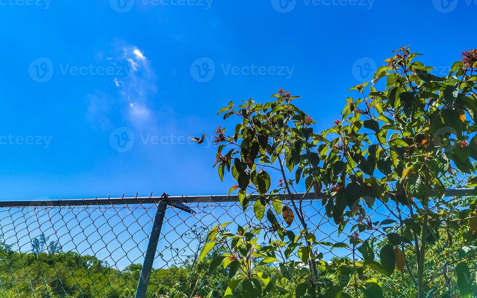 Nature tropical jungle locked up behind wooden barbed wire fence. photo