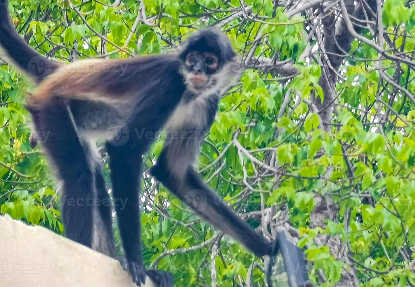 Spider monkey climbs around the hotel Playa del Carmen Mexico. photo