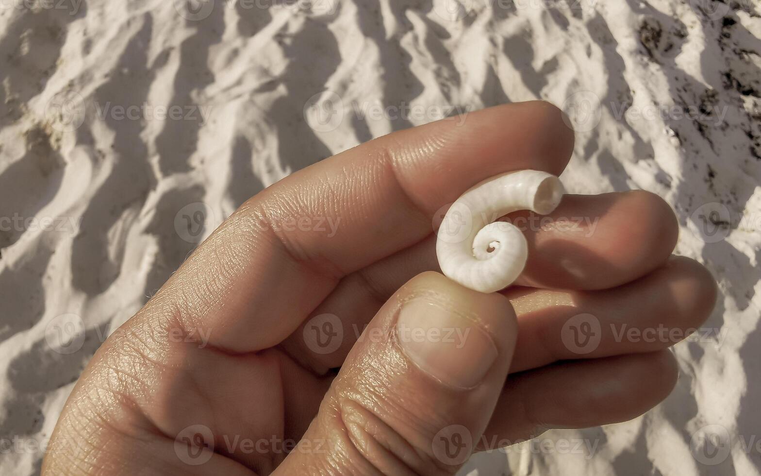 Nautilus shell from the sea in the hand on the beach in Mexico. photo