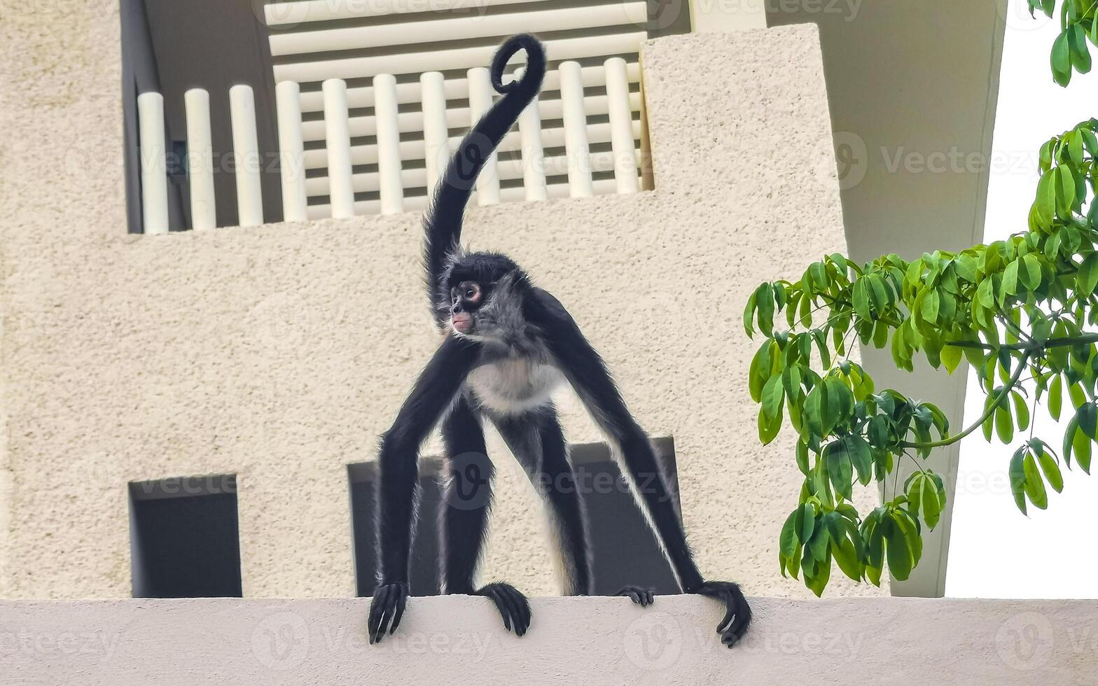 Spider monkey climbs around the hotel Playa del Carmen Mexico. photo
