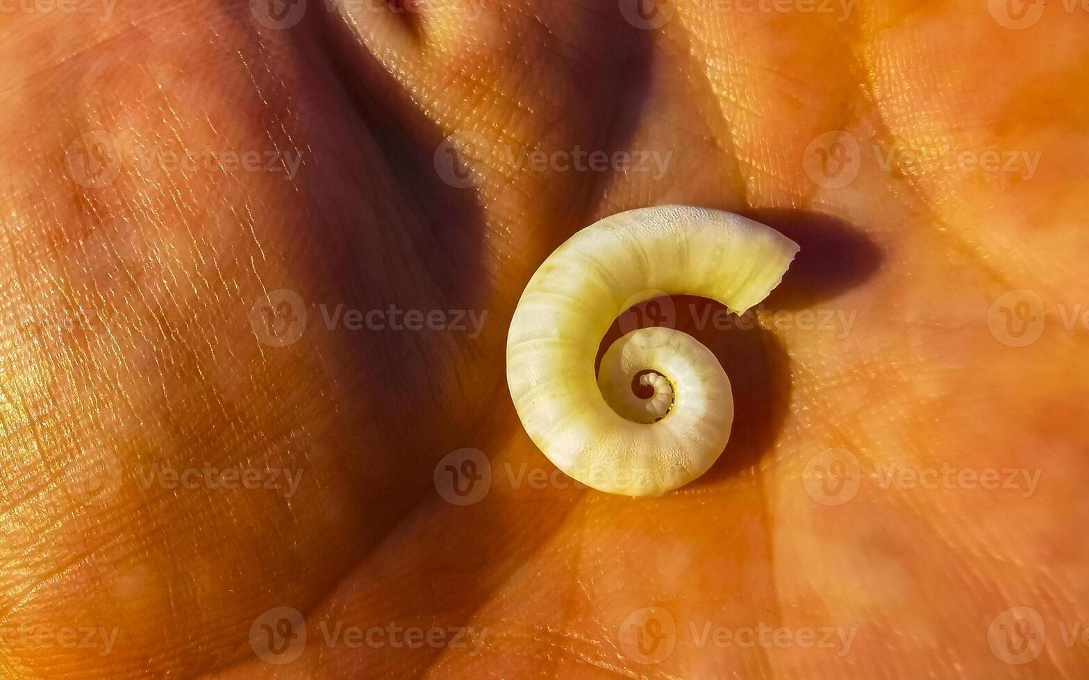 Nautilus shell from the sea in the hand on the beach in Mexico. photo