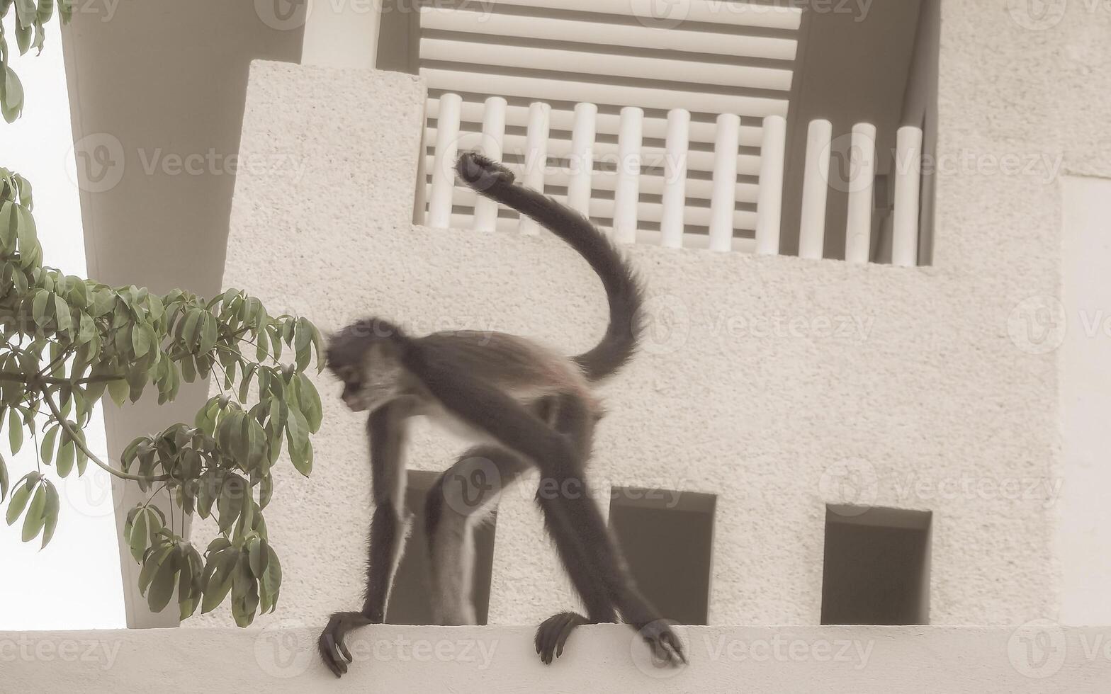Spider monkey climbs around the hotel Playa del Carmen Mexico. photo