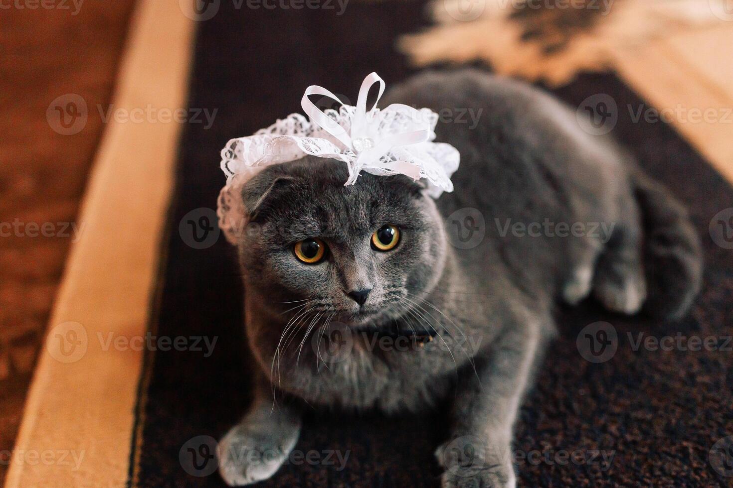 A cat wearing a white lace headband. The cat is looking at the camera with a sad expression photo