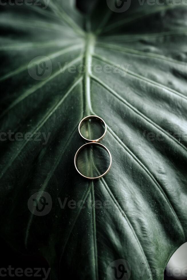 Two gold rings are placed on a leafy green plant. The rings are positioned in a way that they are almost touching each other. Concept of unity and connection photo