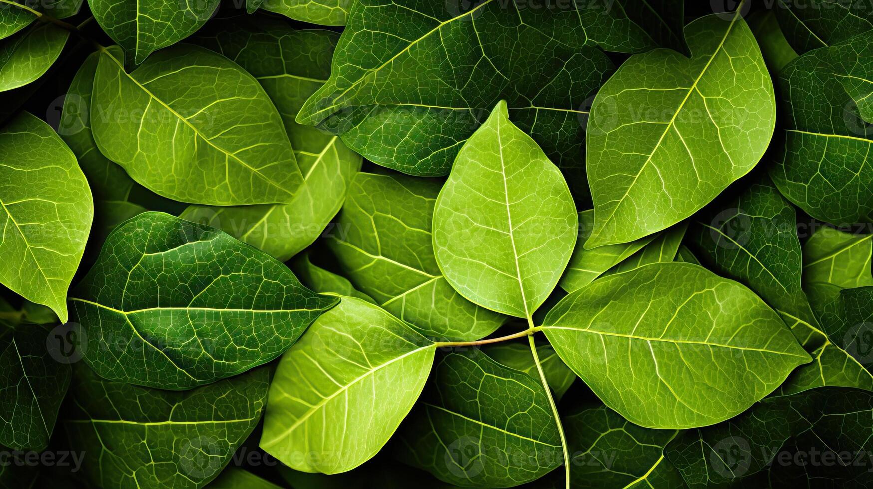 Vivid close up of lush green leaves, showcasing intricate veins and textures. Ideal for nature themed designs. photo