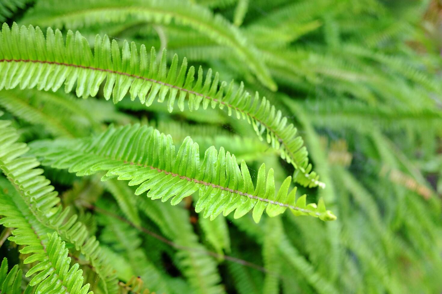 Fresh ferns leaves green foliage natural floral in tropical garden photo