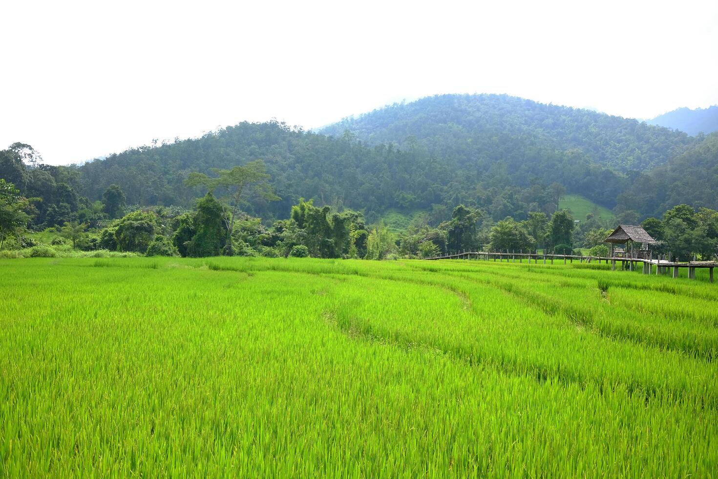 Landscape of greenery paddy rice terrace field on tropical mountain with sunny in the countryside of Thailand photo