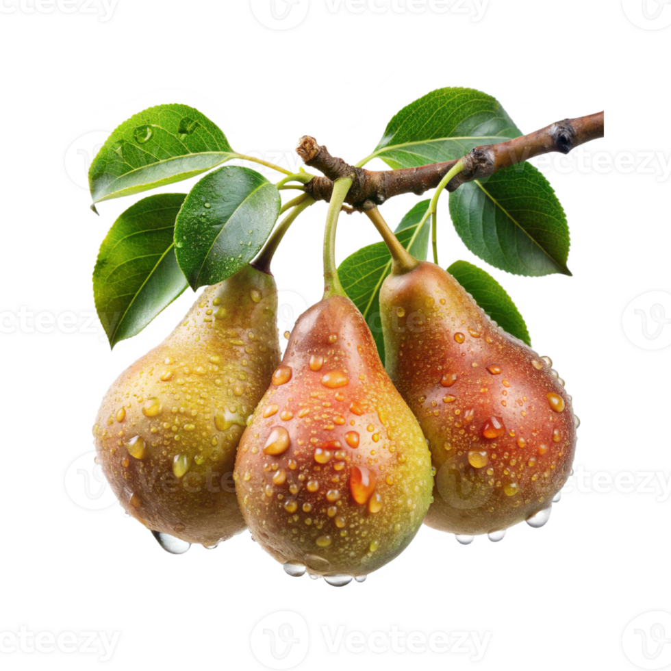 pears on a branch png